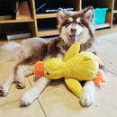 🦆 Patinho amarelo interativo de pelúcia – acessório pet divertido e aconchegante para cães.